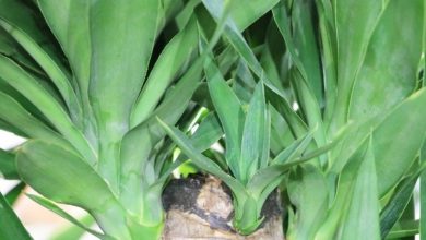 onde plantar yucca