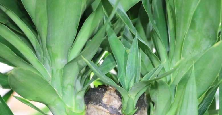 onde plantar yucca