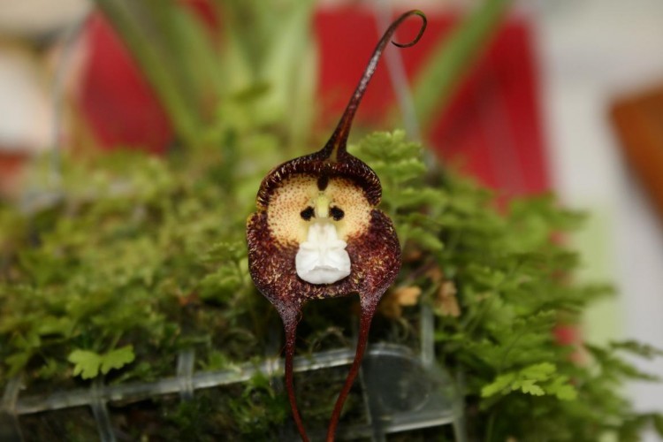 orquidea cara de macaco como plantar