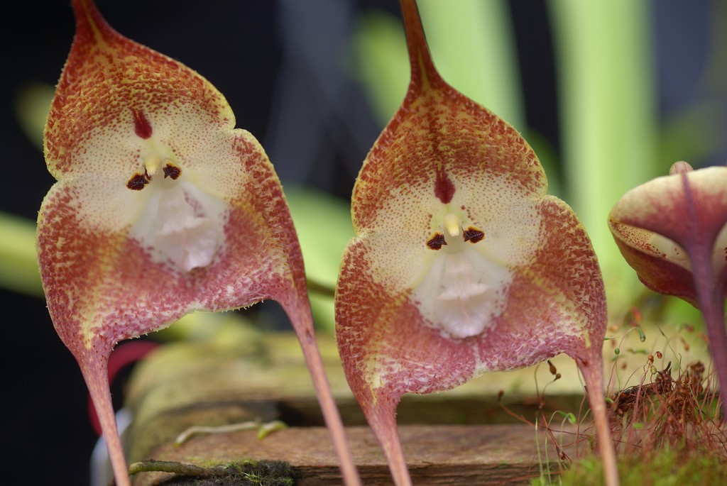 orquidea cara de macaco como plantar