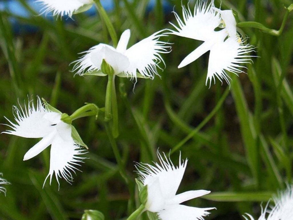 orquídea garca branca como plantar