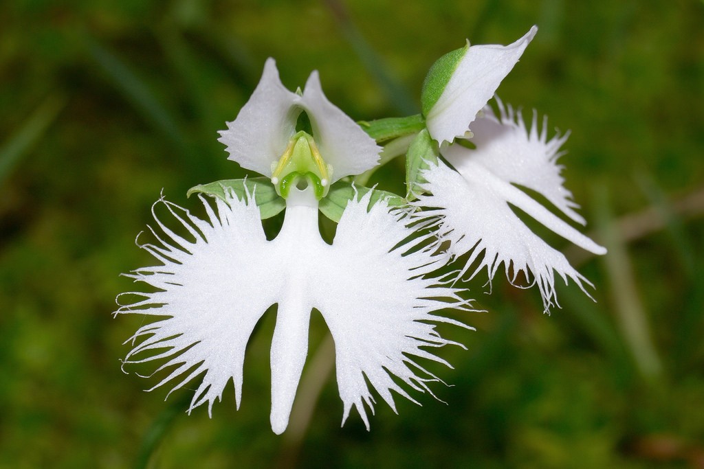 orquídea garca branca cuidados