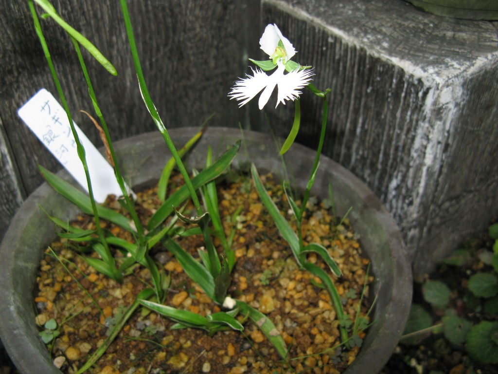 orquídea garca branca