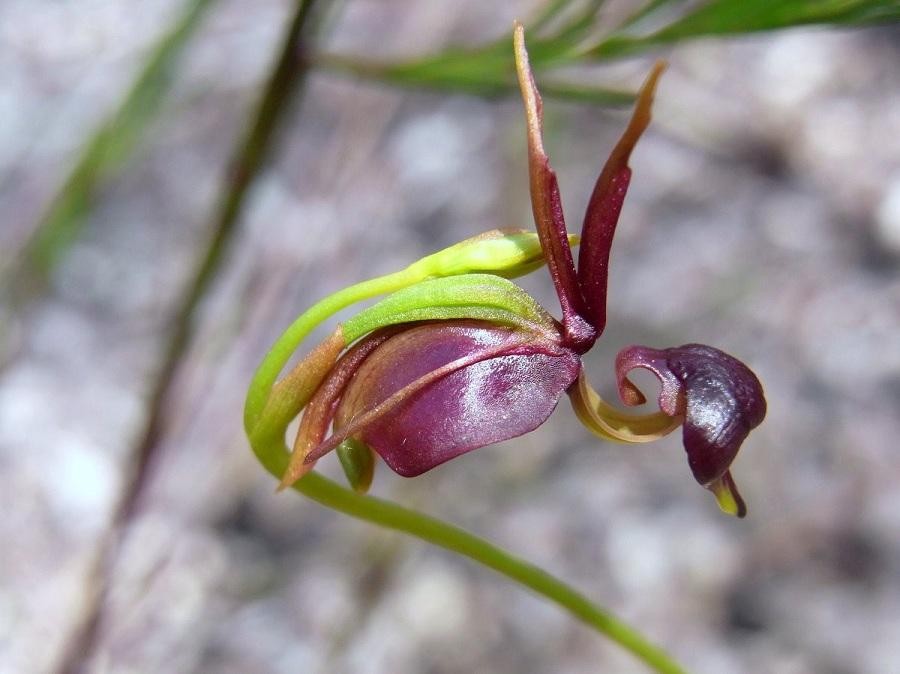 orquidea pato voador como plantar