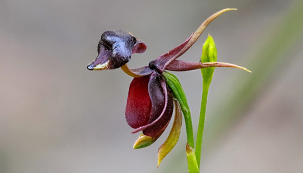 orquidea pato voador