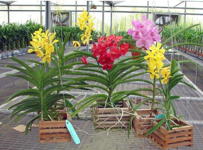 orquidea vanda