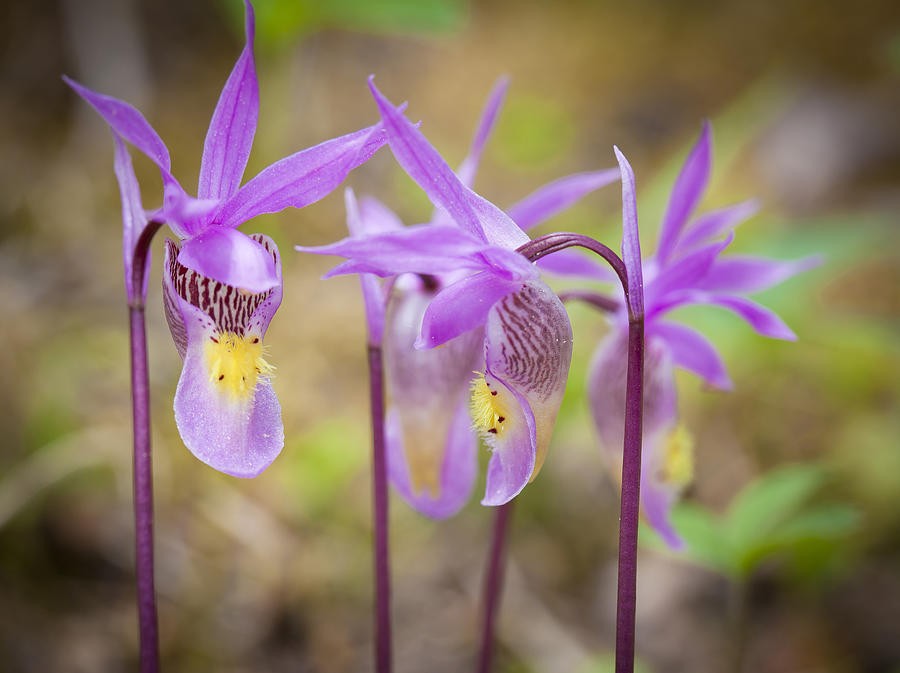 orquídeas calypso como plantar