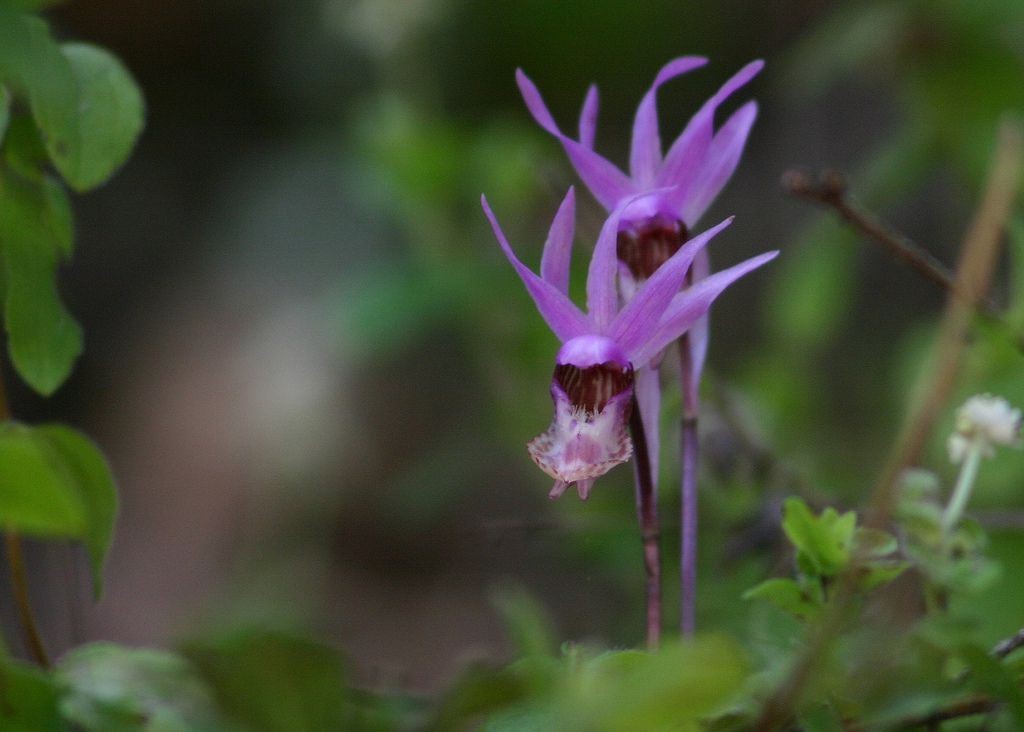 orquídeas calypso