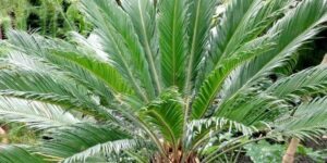 palmeira cica