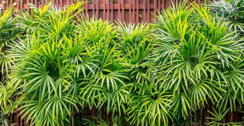 palmeira dama como plantar