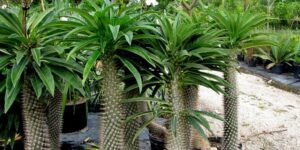 palmeira de Madagascar