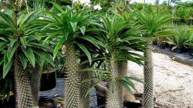palmeira de Madagascar