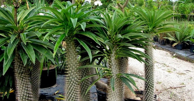 palmeira de Madagascar