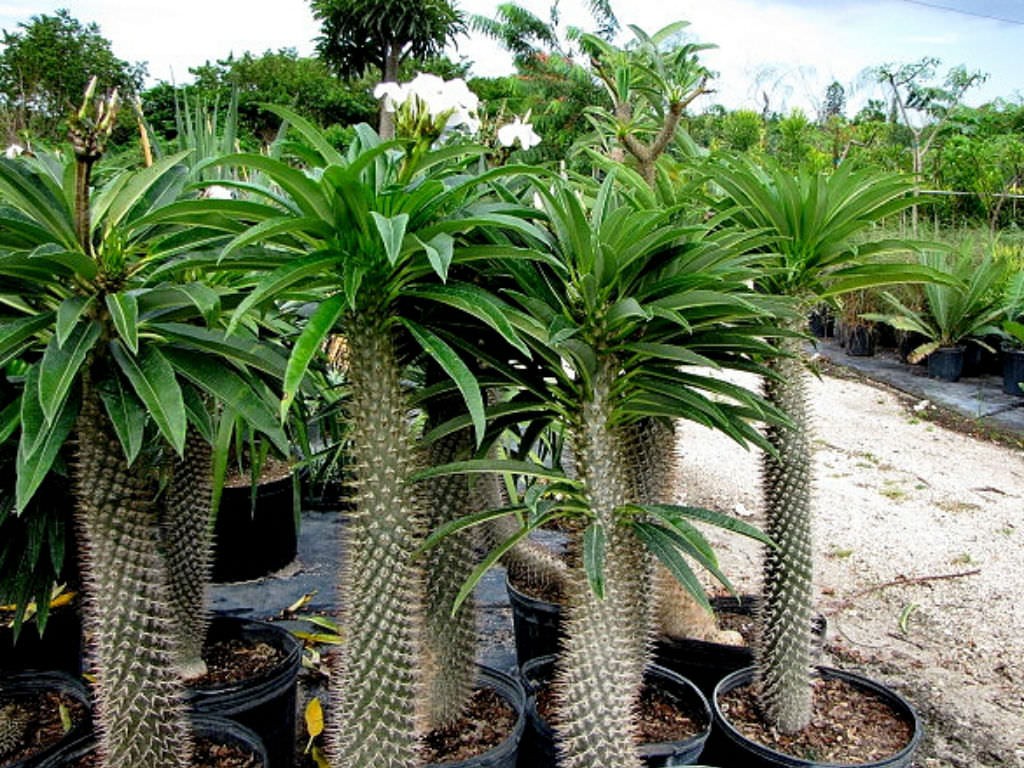 palmeira de Madagascar