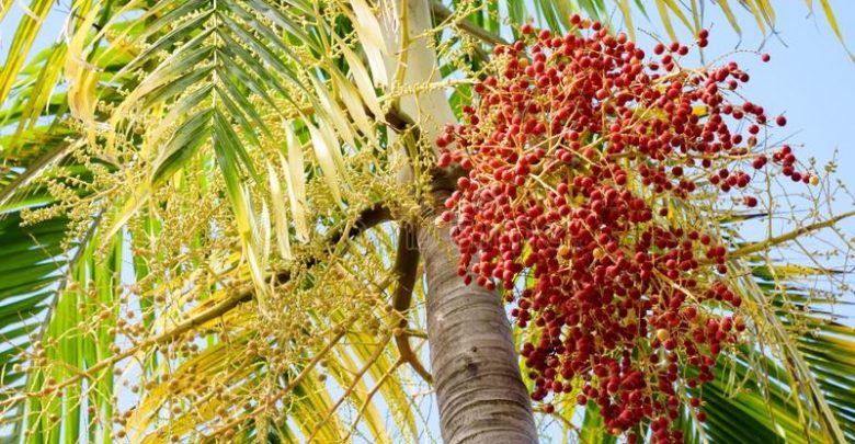 palmeira de natal como plantar