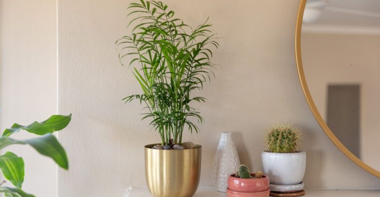 palmeira de salão