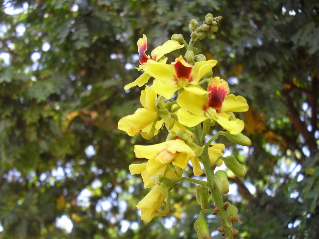 pau-brasil como plantar