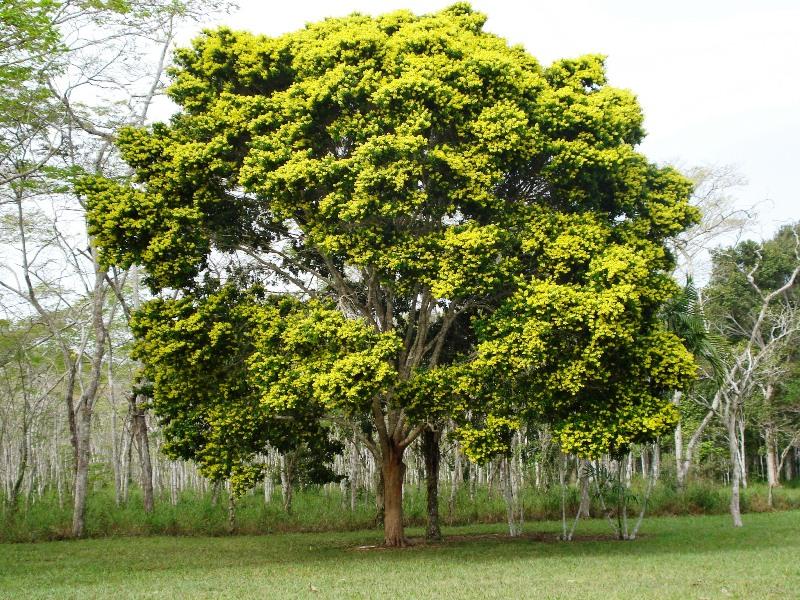 pau-brasil