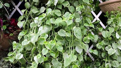 peperomia
