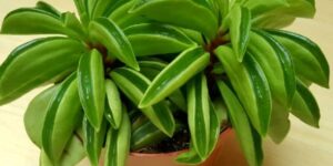 peperomia dolabriformis