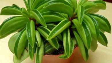 peperomia dolabriformis