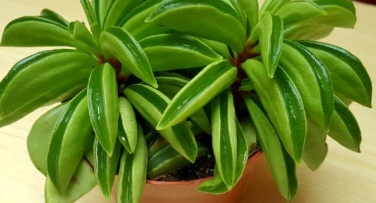 peperomia dolabriformis