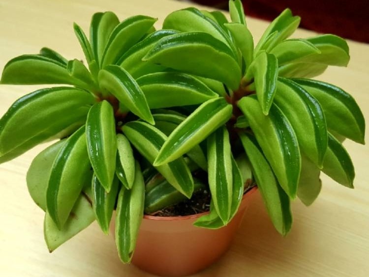 peperomia dolabriformis