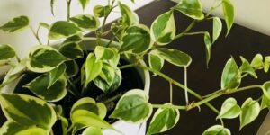 peperomia serpens