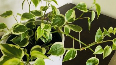 peperomia serpens