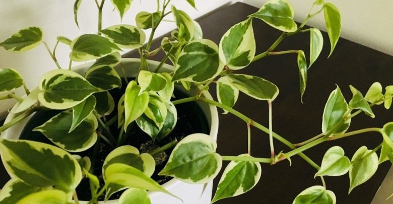 peperomia serpens
