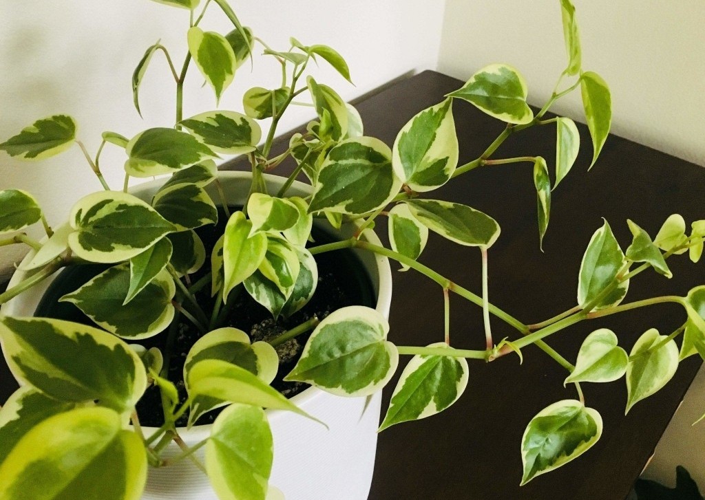 peperomia serpens