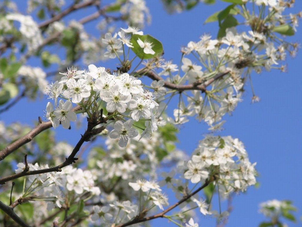 pera callery como cultivar