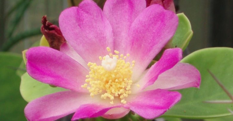 pereskia bahiensis