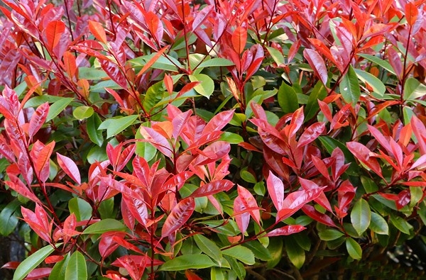 photinia