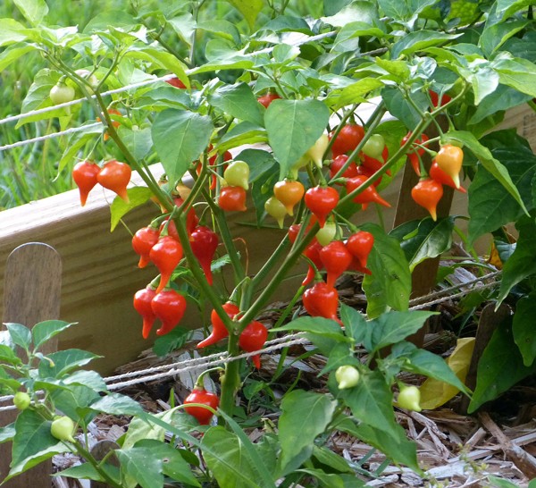 pimenta biquinho como plantar