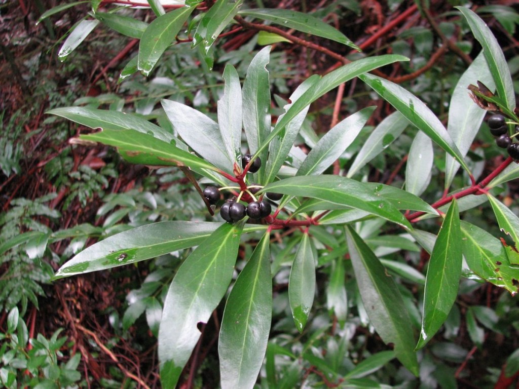 pimenta da tasmania como plantar