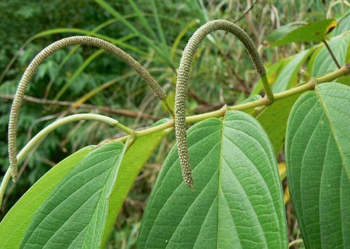 pimenta-de-macaco colheita