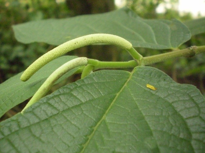 pimenta-de-macaco como plantar