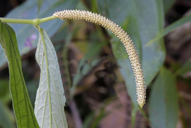 pimenta-de-macaco