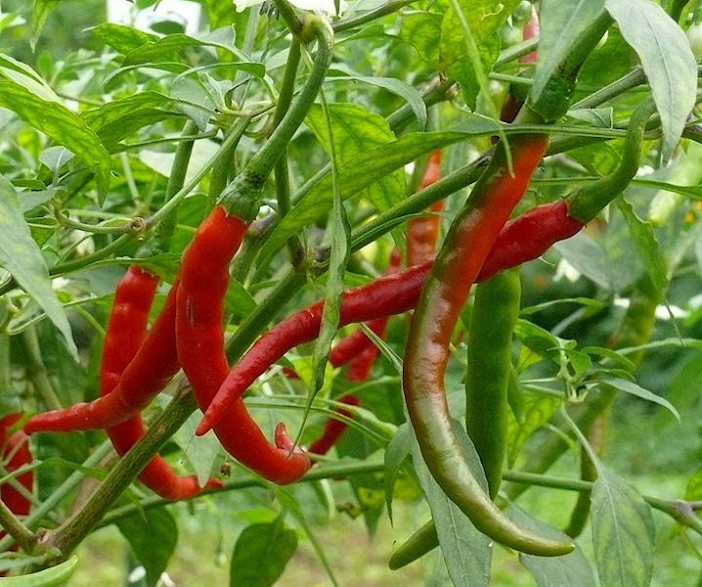 pimenta dedo de moca como plantar