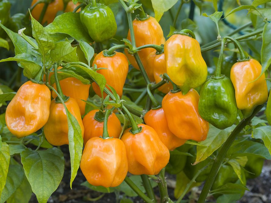 pimenta habanero como plantar