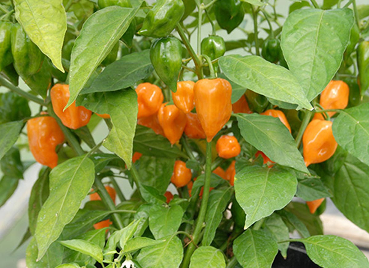 pimenta habanero