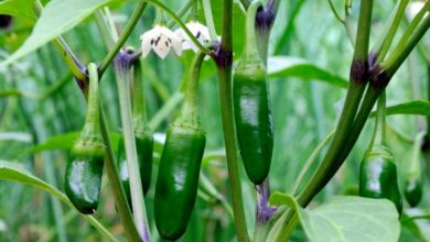 pimenta jalapeno