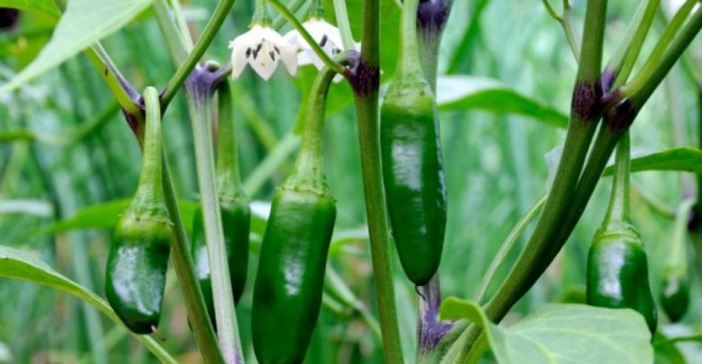 pimenta jalapeno
