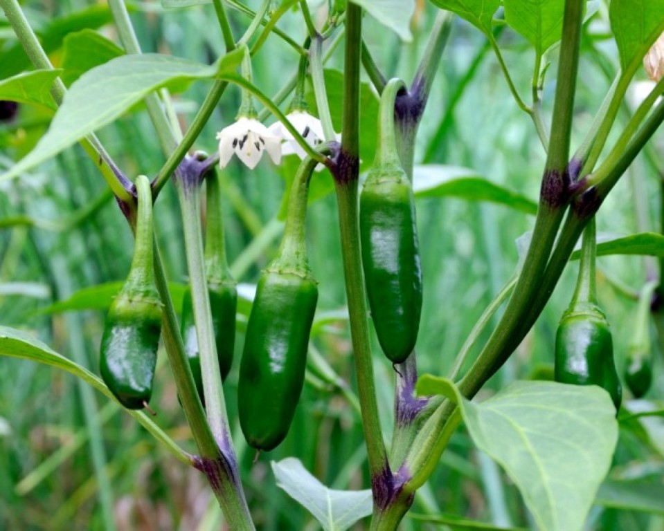 pimenta jalapeno