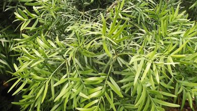 pinheiro samambaia africana