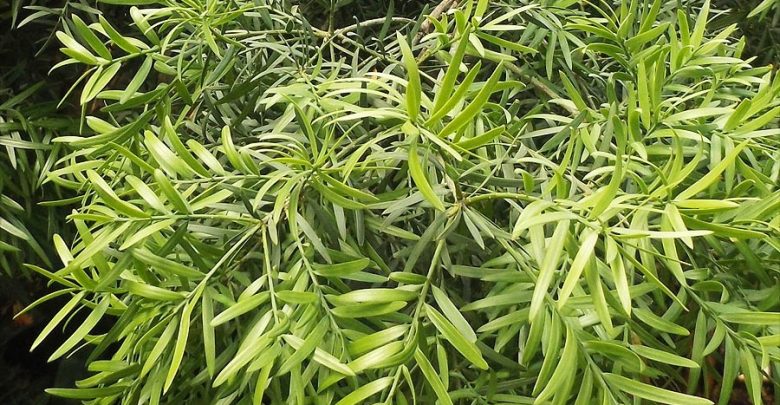 pinheiro samambaia africana