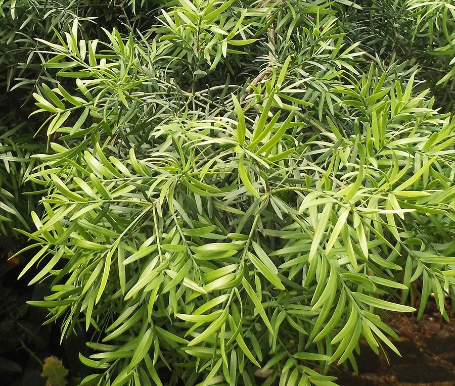 pinheiro samambaia africana