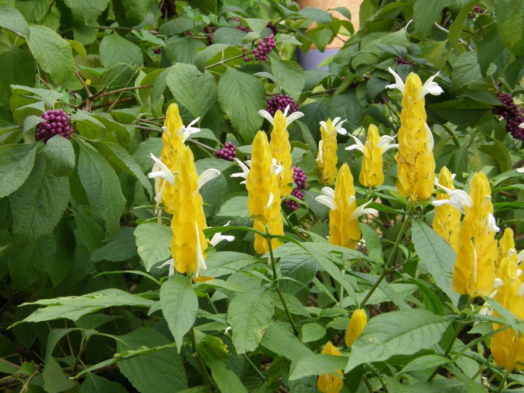 planta camarao amarelo como plantar