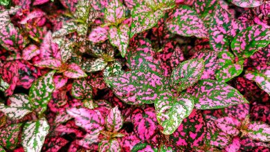 planta confete como plantar